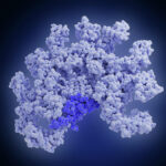 A Clear Guide to IgAN Disease, Treatments and Genetic Testing Today