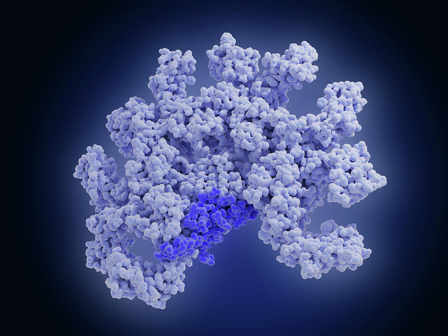 A Clear Guide to IgAN Disease, Treatments and Genetic Testing Today