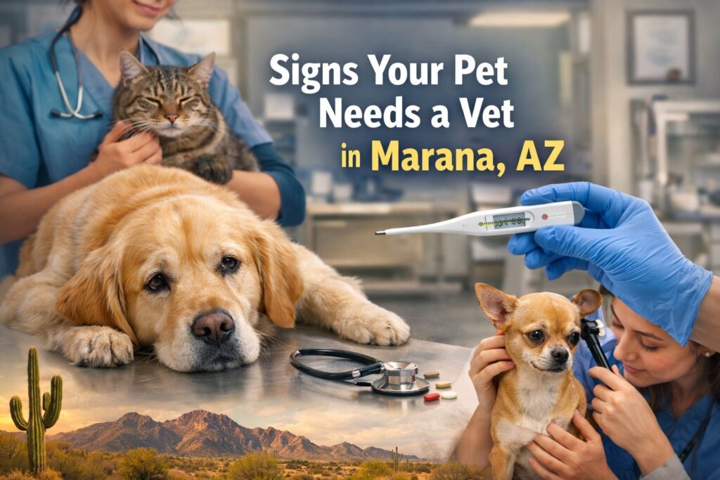 Signs Your Pet Needs a Vet in Marana, AZ