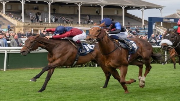 Poonawalla Stud Farm Profile With Stats And Major Achievements