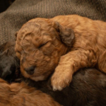 Are You Making These 5 Costly Mistakes When Searching for Doodle Puppies for Sale?