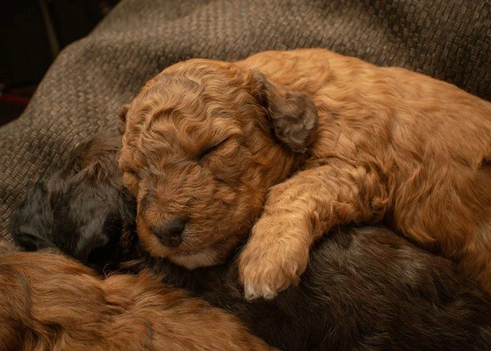 Are You Making These 5 Costly Mistakes When Searching for Doodle Puppies for Sale?