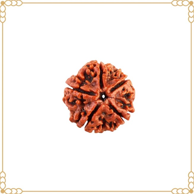 How to Identify Original 5 Mukhi Rudraksha from Nepal – Rudraksha Hart