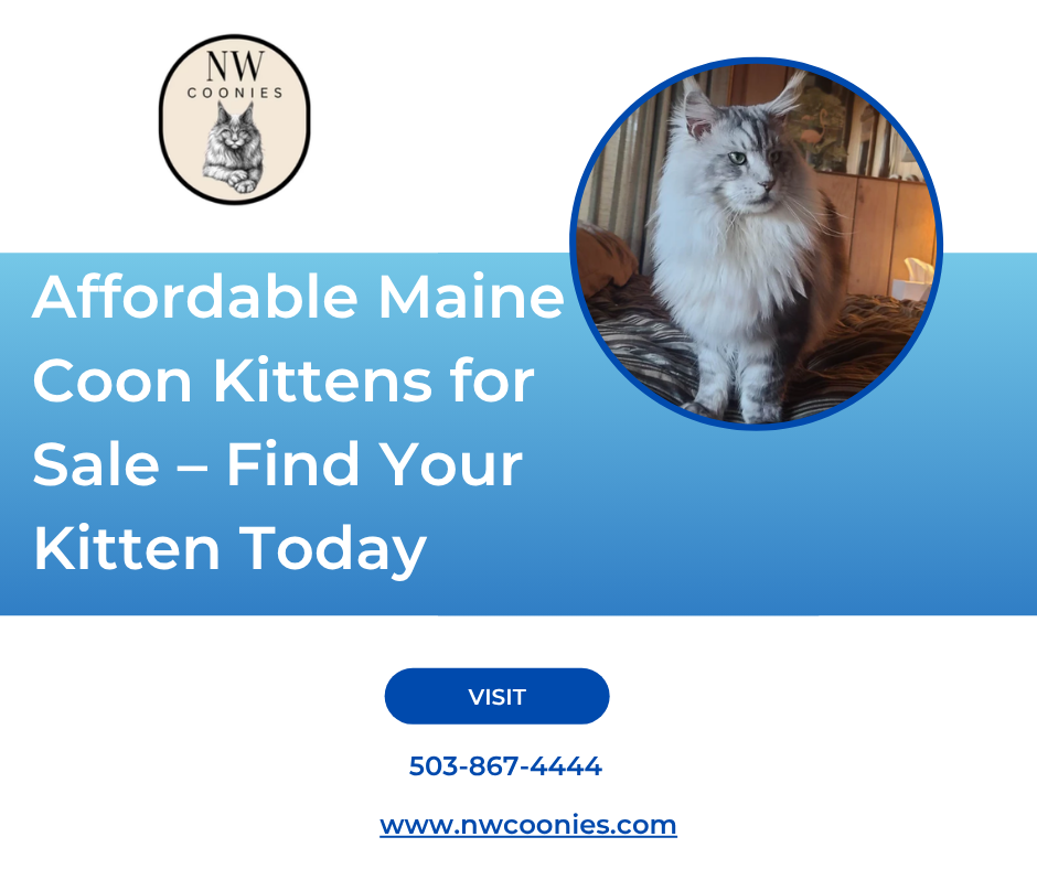 Affordable Maine Coon Kittens for Sale – Find Your Kitten Today