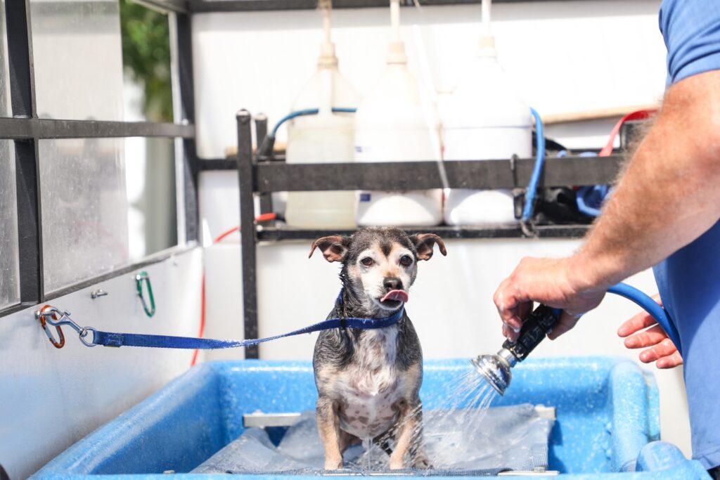 Messy Home? Mobile Dog Grooming Solves Bathing and Shedding Headaches!