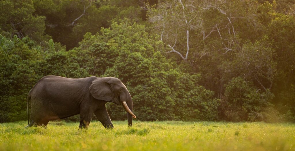 Get a Gabon eVisa for Burundi Citizens Step by Step