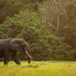 Get a Gabon eVisa for Burundi Citizens Step by Step