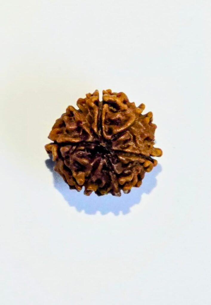 SM Rudra Divine – A Reliable Name for Lab Certified Rudraksha