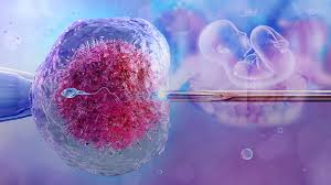 IVF and the Immune System: How Immunity Affects Implantation and What Can Be Done