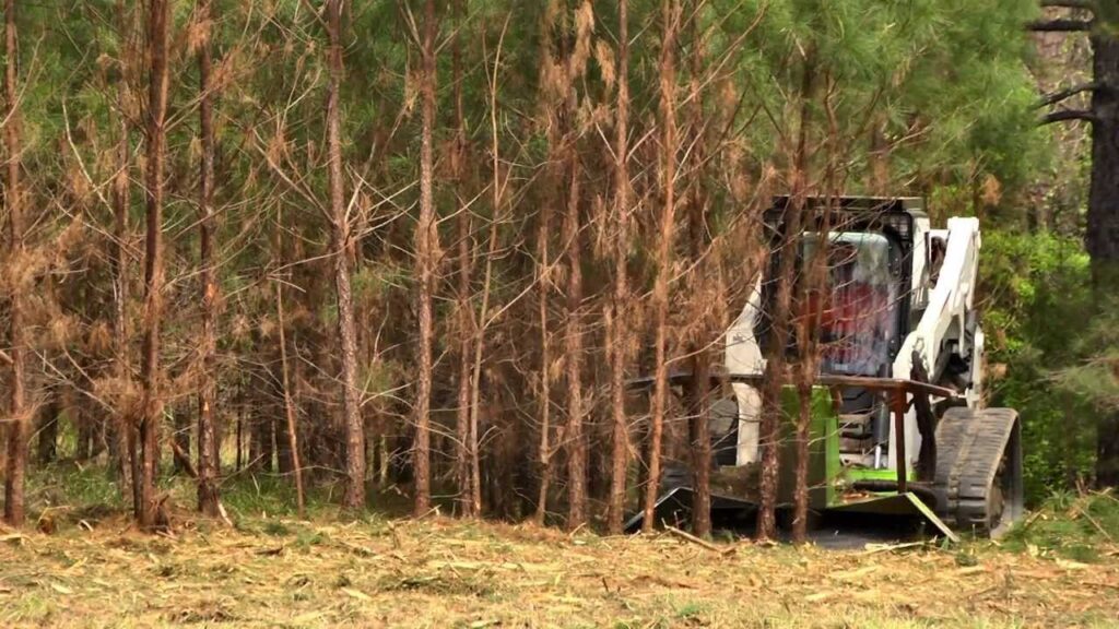 Expert Forestry Mulching Services in Okeechobee, FL: TM Property Solutions for Safe and Efficient Land Clearing