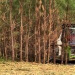 Expert Forestry Mulching Services in Okeechobee, FL: TM Property Solutions for Safe and Efficient Land Clearing