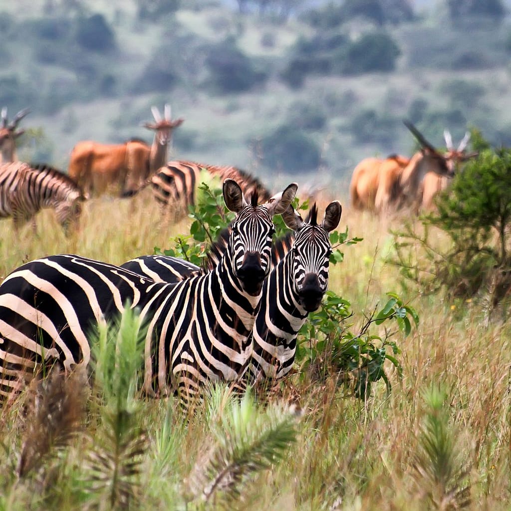 When to Visit Tanzania for Wildlife Viewing and Weather