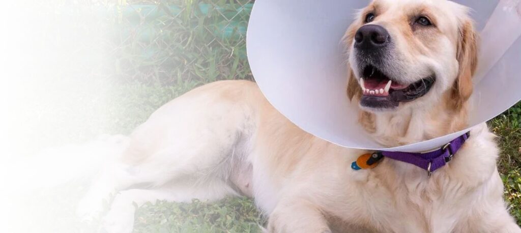 Pet Emergency Calgary: Handling Sudden Pet Health Crises