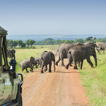 Kabini Travel Guide: The Perfect Weekend Getaway from Bangalore