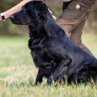 Field Trial Dog Trainers & Retriever Puppy Training with Pat Nolan