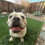 Reliable Poop Scooping Services for Pet Owners