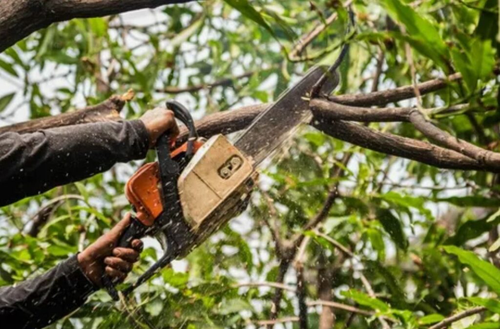 Reliable Tree Trimming Services Near You for All Tree Types