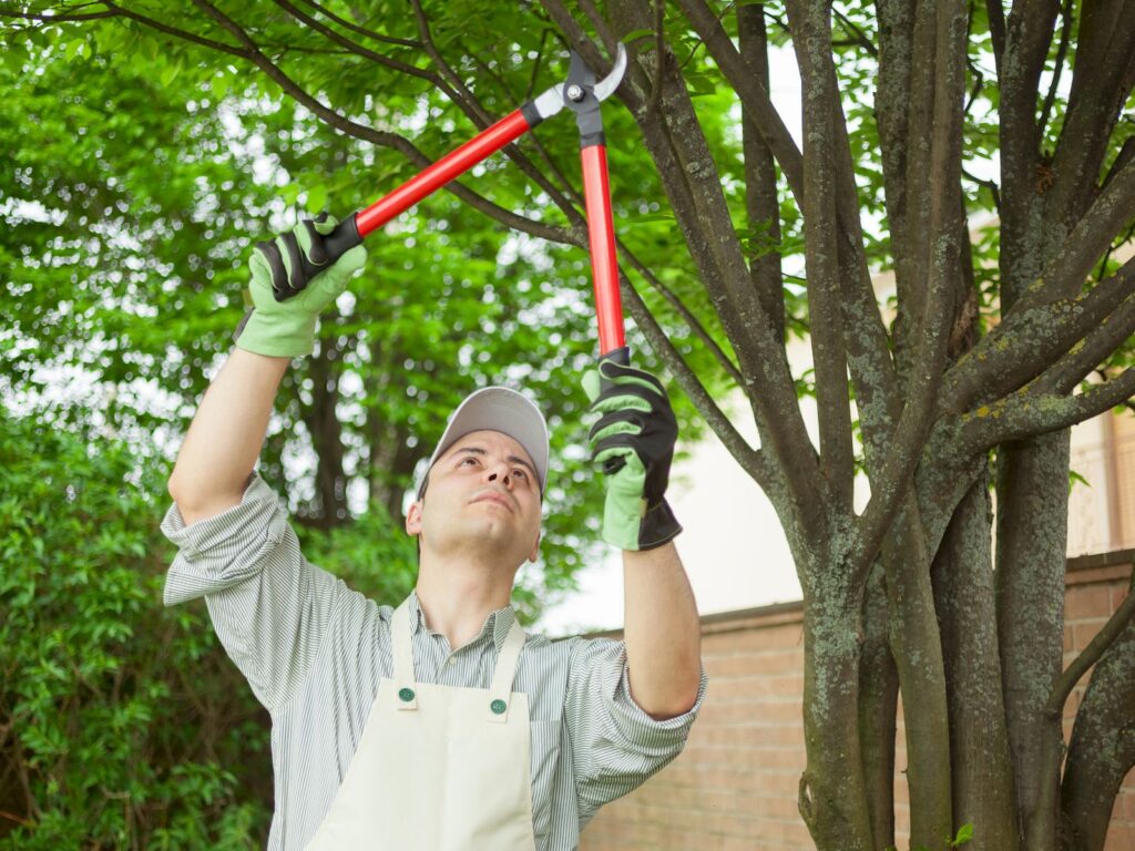 Complete Guide to Professional Tree Health and Safety Management