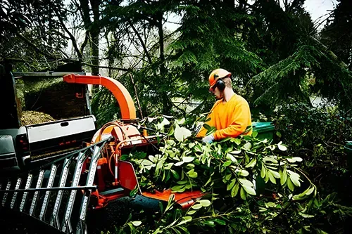 Expert Guide to Storm Damage Tree Removal and Clean Up
