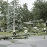 Safe & Affordable Tree Service in Muskoka