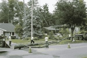 Safe & Affordable Tree Service in Muskoka