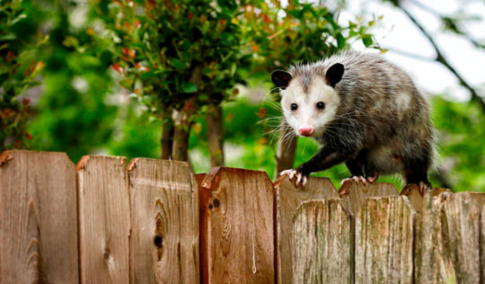 Creating a Safer Living Environment with Expert Pest Control in Melbourne