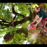 Professional Tree Care Guide for Healthier and Safer Landscapes