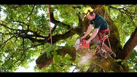 Professional Tree Care Guide for Healthier and Safer Landscapes