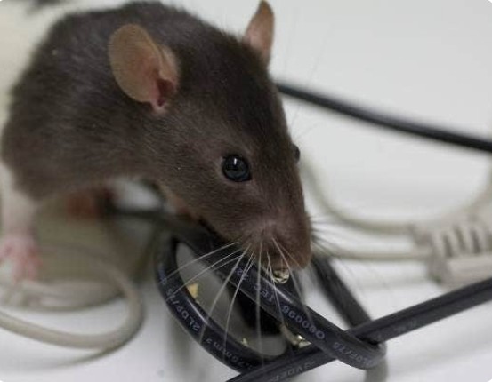 Outsmart the Infestation: Expert Rat Control Solutions for Homes in Perth