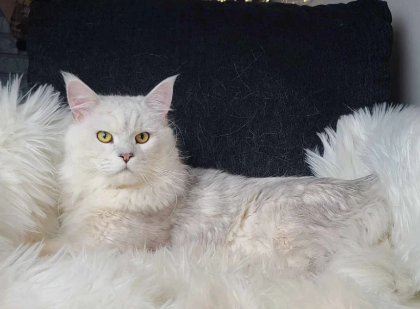 Buy Tabby Maine Coon Kittens for Sale – Stunning Coats and Sweet Temperaments