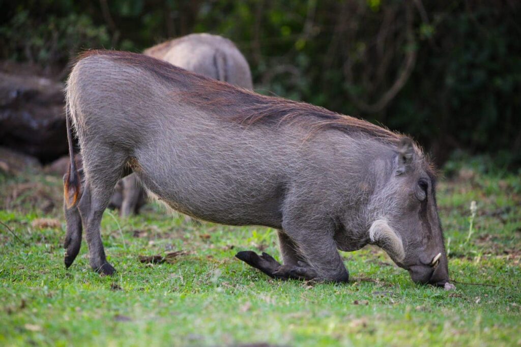 Luxury Beach Resorts and Safari Tours in Mombasa (2026 Picks)