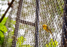 Customer Checklist Before Installing Invisible Bird Nets at Home | Complete Guide