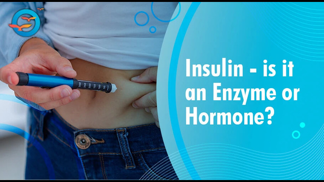 Insulin: Is It an Enzyme or a Hormone? A Simple Explanation