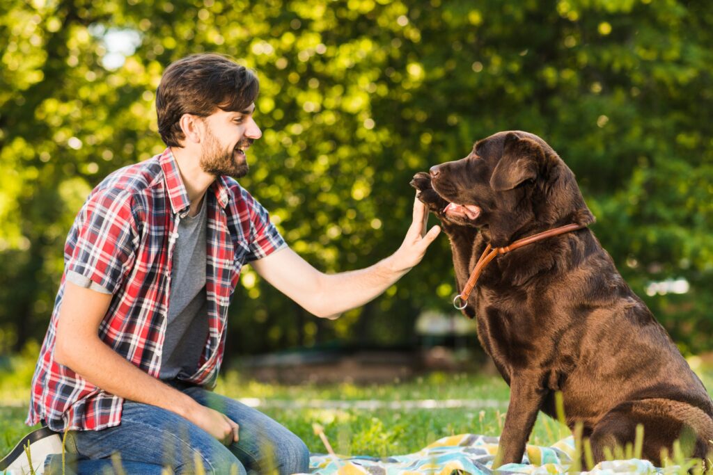 What Really Happens in a Private One-on-One Dog Training Session and Is It Worth It?