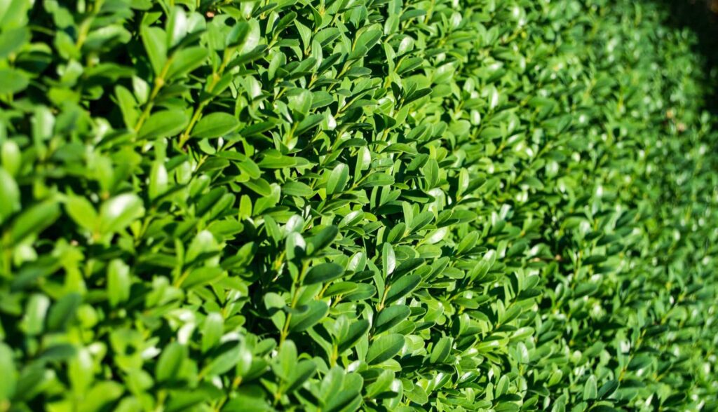 Professional Lawn Mowing Kensington Services for a Perfect Garden