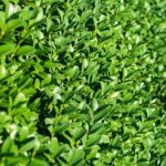 Professional Lawn Mowing Kensington Services for a Perfect Garden