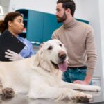Modern Technology Used in a Veterinary Clinic in Calgary Today