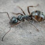 A Practical Guide to Keeping Your Property Pest-Free