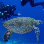 Thinking About Liveaboard Diving in Maldives? Here’s What to Expect