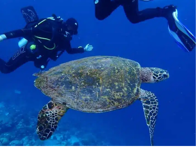 Thinking About Liveaboard Diving in Maldives? Here’s What to Expect