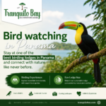 Experience the Joy of Birding at Tranquilo Bay