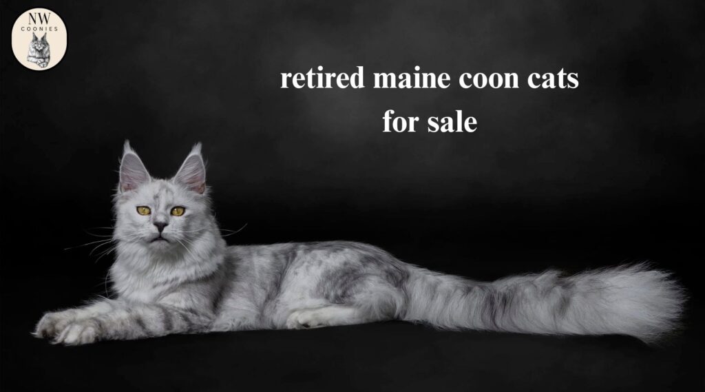 Oregon Maine Coon Breeders – Maine Coon Kittens for Sale | NW Coonies