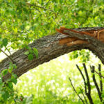 How Tree Maintenance Prevents Storm Damage to Trees