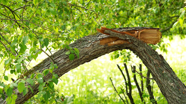 How Tree Maintenance Prevents Storm Damage to Trees