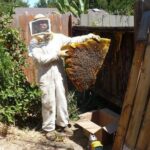 Humane Bee Removal Services in Fort Worth TX – Safe & Eco-Friendly Solutions by Mr. Bee Removal