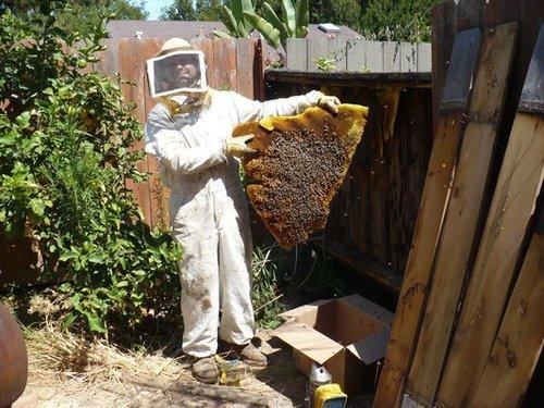 Humane Bee Removal Services in Fort Worth TX – Safe & Eco-Friendly Solutions by Mr. Bee Removal