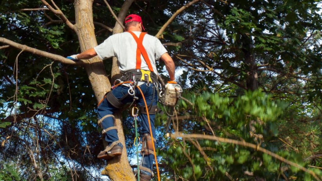 Top Benefits of Choosing a Reliable Tree Service Company