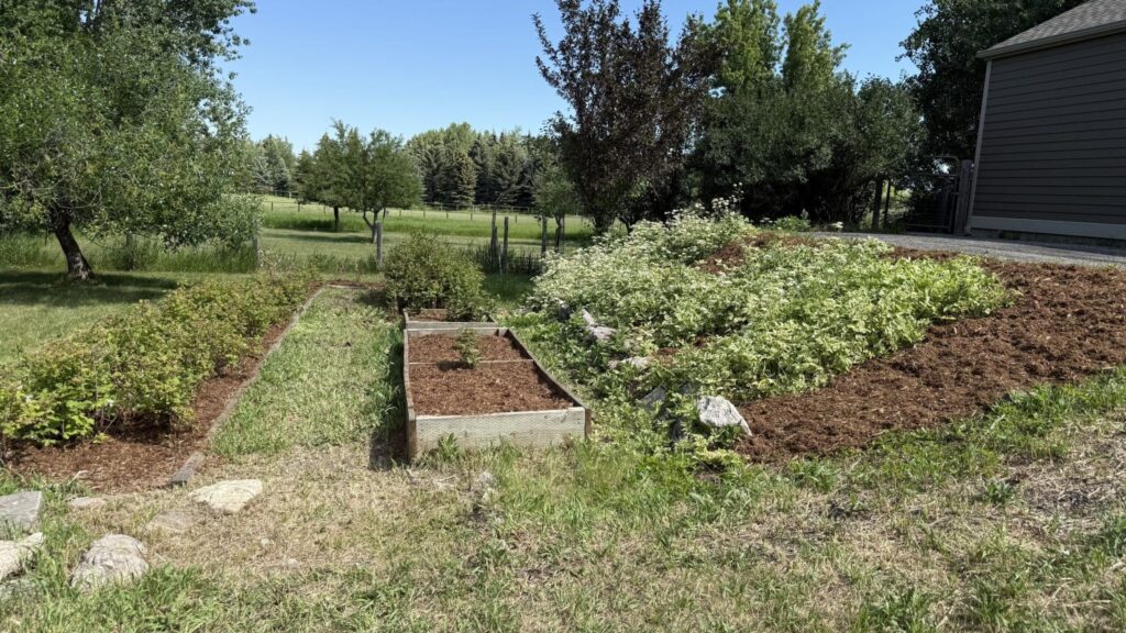 Why Turf Health Fails When Local Lawn Care Companies Rely Only on Routine Scheduling