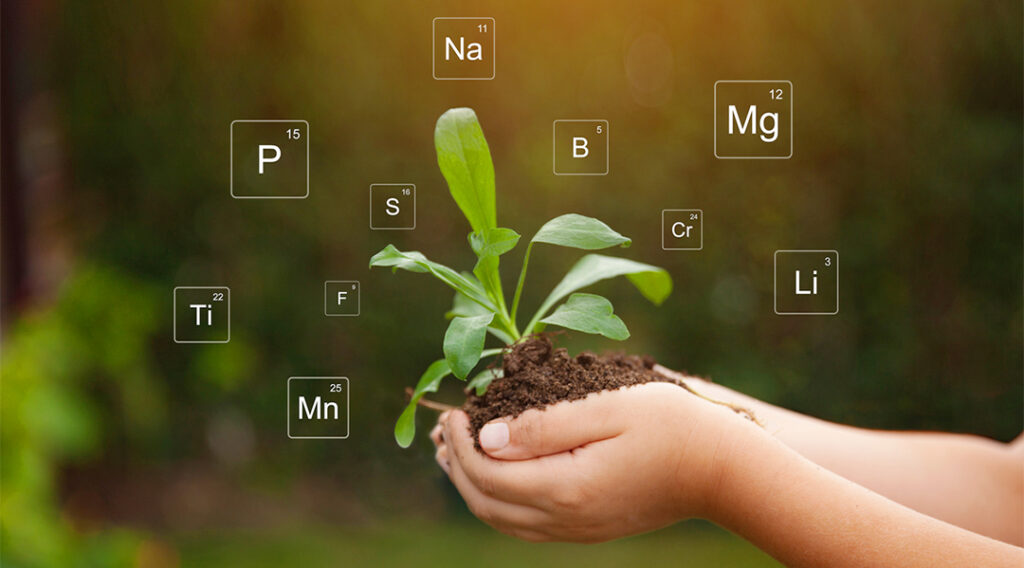 Complete Guide to Plant Nutrition for Higher Crop Yield