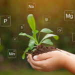 Complete Guide to Plant Nutrition for Higher Crop Yield
